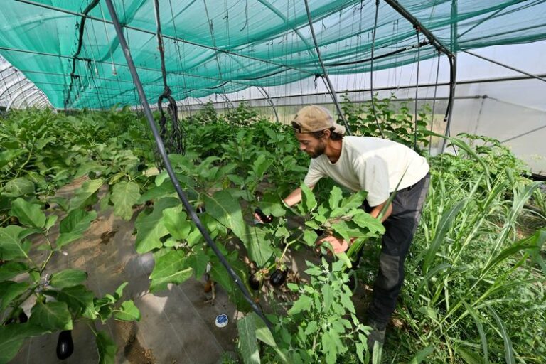 Sequía en Haute-Garonne: cómo estos agricultores de Blagnac luchan contra
