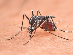 Chikungunya en el Tarn: tras Castres, se confirma un primer