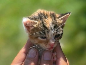 Más de treinta gatos abandonados siguen buscando un hogar al