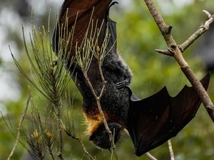 A los 11 años, se despierta con un murciélago en