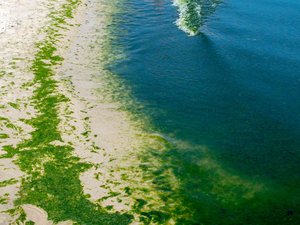Canícula: las cianobacterias proliferan en toda Francia