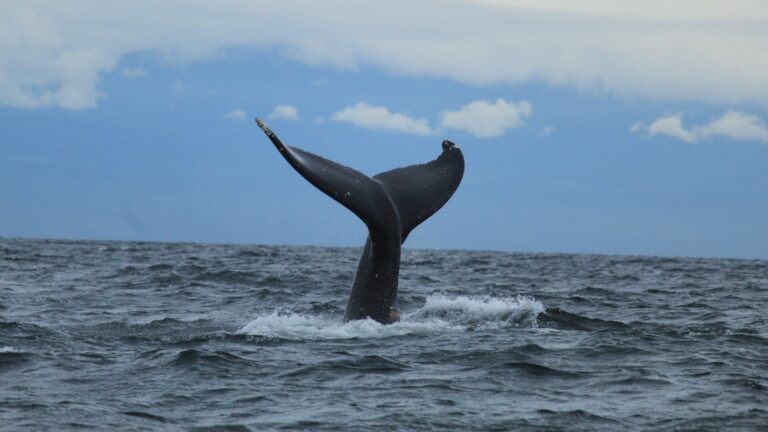 No, las ballenas no van a salvar el clima, según