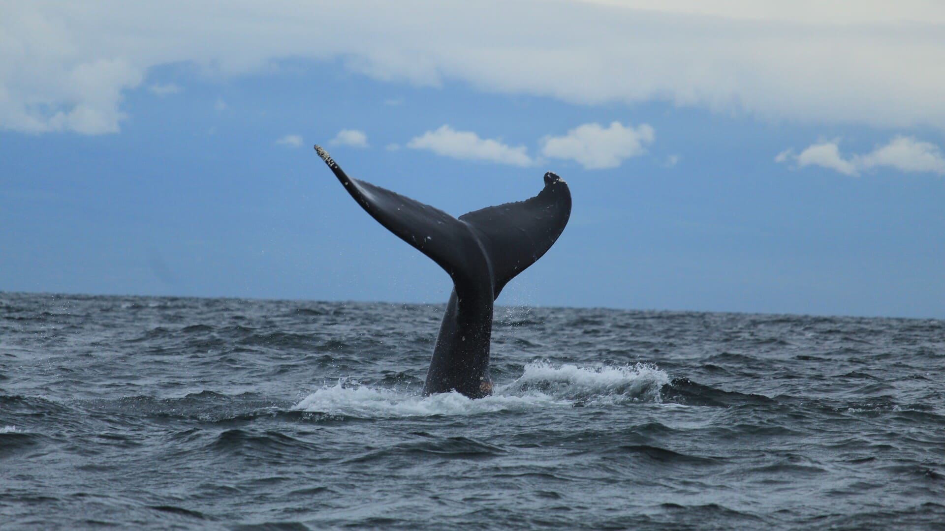 No, las ballenas no van a salvar el clima, según
