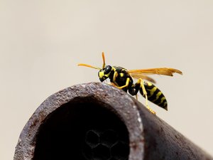 VRAI OU FAUX. ¿Hay realmente más avispas este verano debido