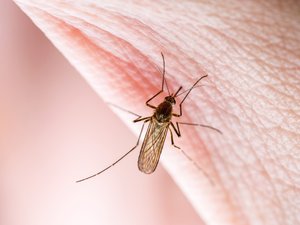 Virus del Oeste del Nilo: la OMS alerta sobre un