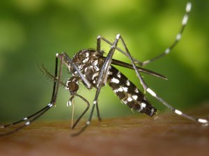 ¿Por qué vemos menos mosquitos este verano? Cómo la canícula