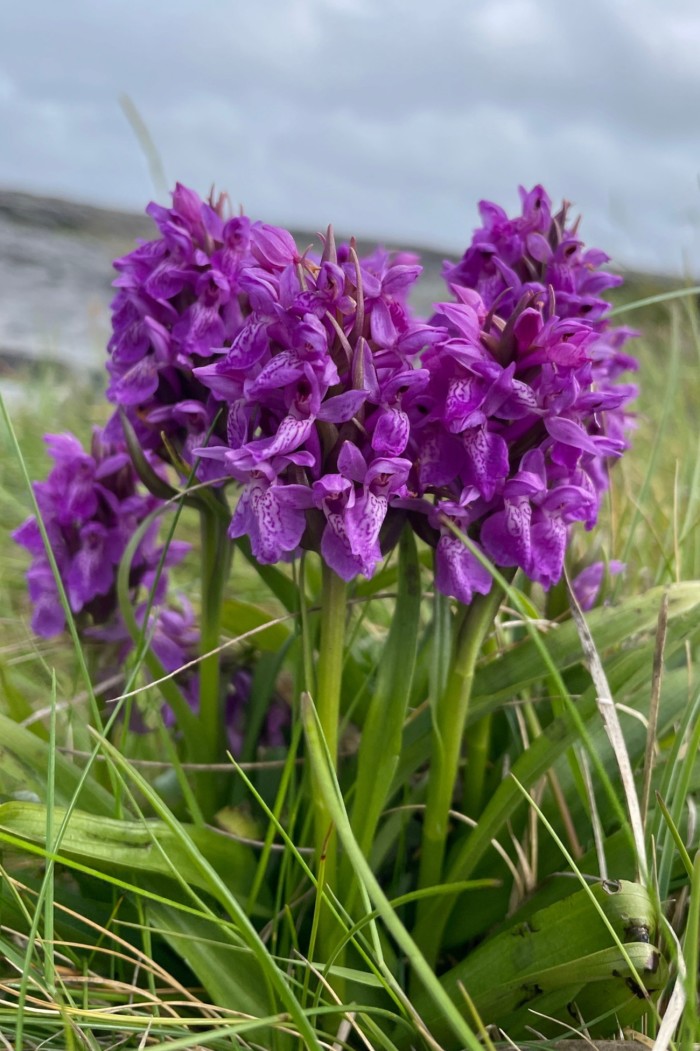 gros plan de quelques fleurs violettes