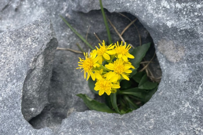 une fleur jaune vif jaillit d'un calcaire