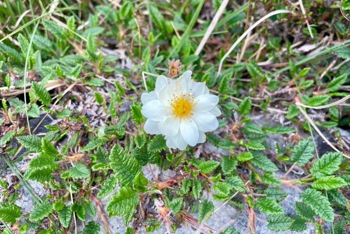 gros plan de fleur blanche