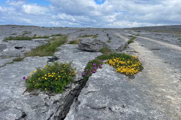 des fleurs violettes et jaunes poussent à travers les fissures calcaires