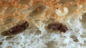 Deux coléoptères du pain qui se sont enfouis dans une tranche de pain.