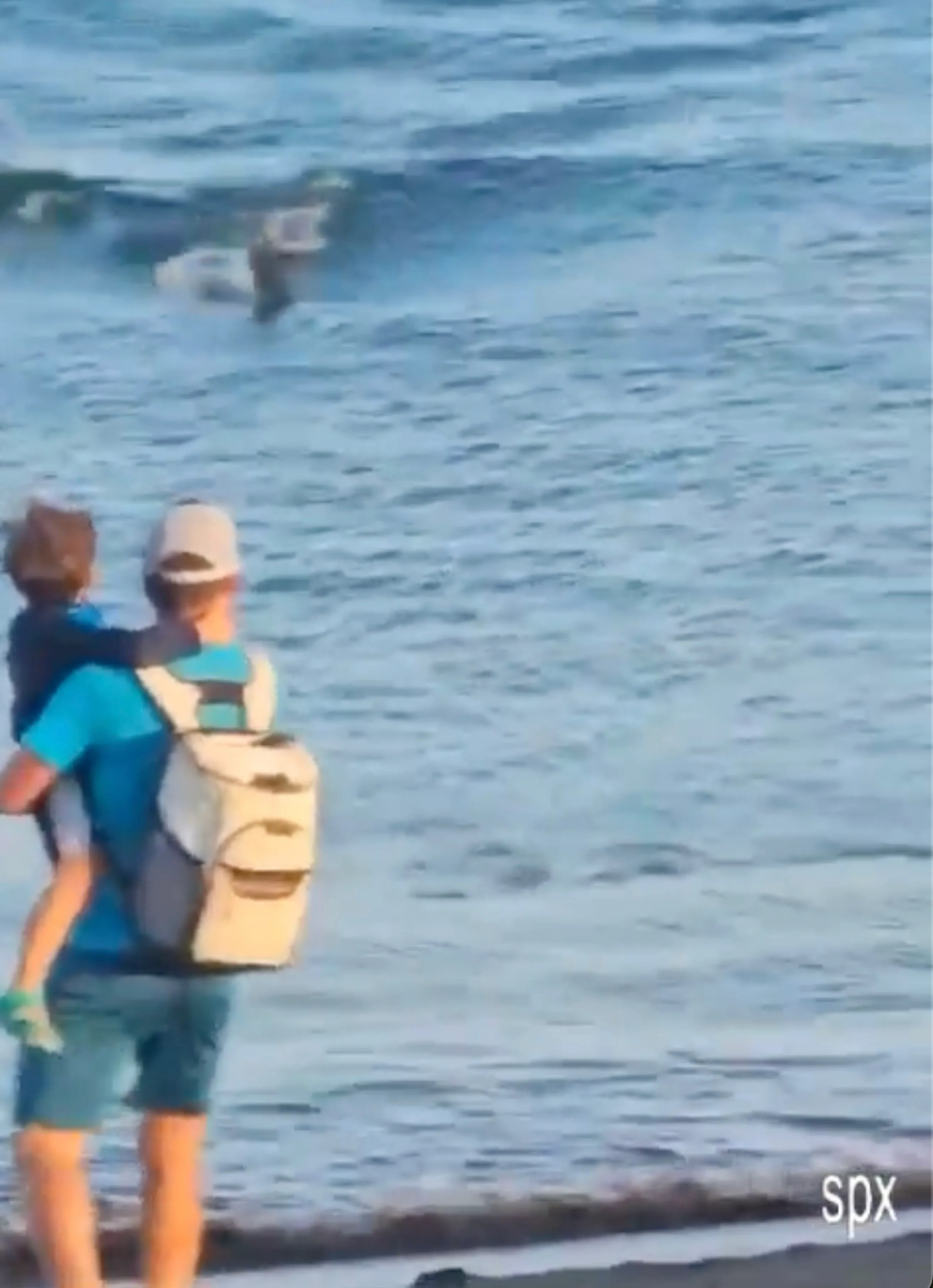 D'autres, pendant ce temps, observaient le poisson géant depuis le rivage.