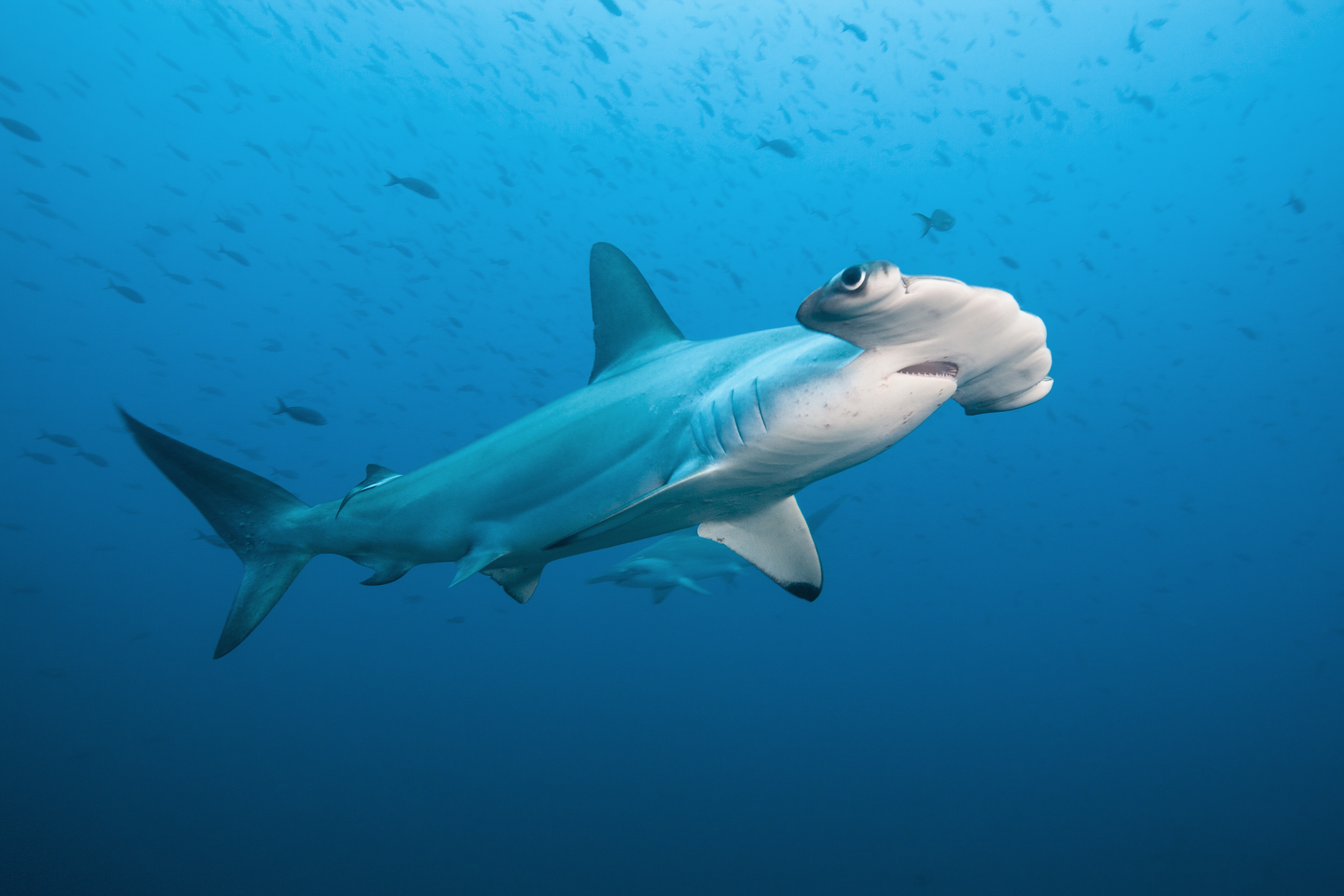 Les requins marteaux ne sont généralement pas considérés comme très dangereux pour les humains