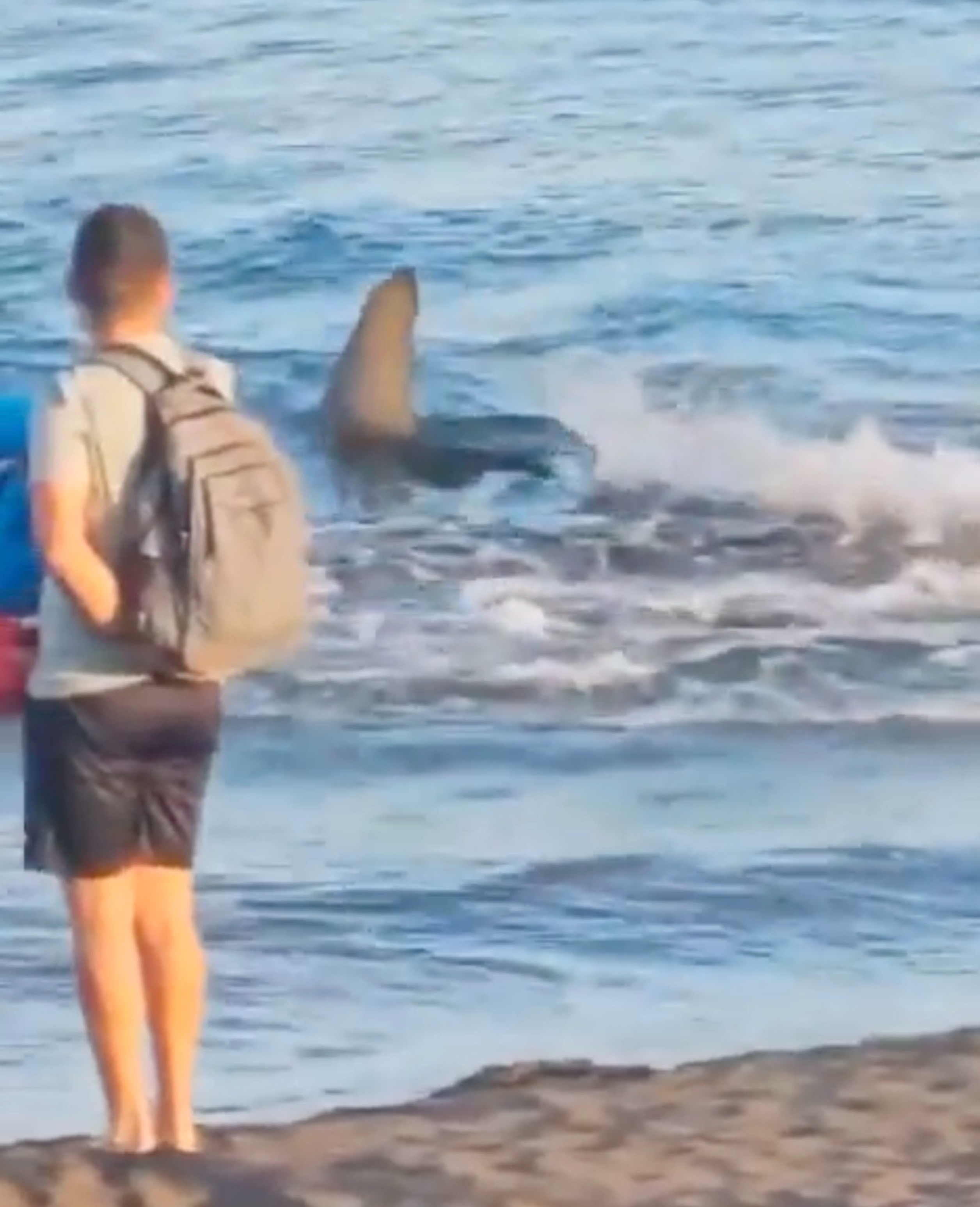 Le requin a été vu se débattant dans l'eau