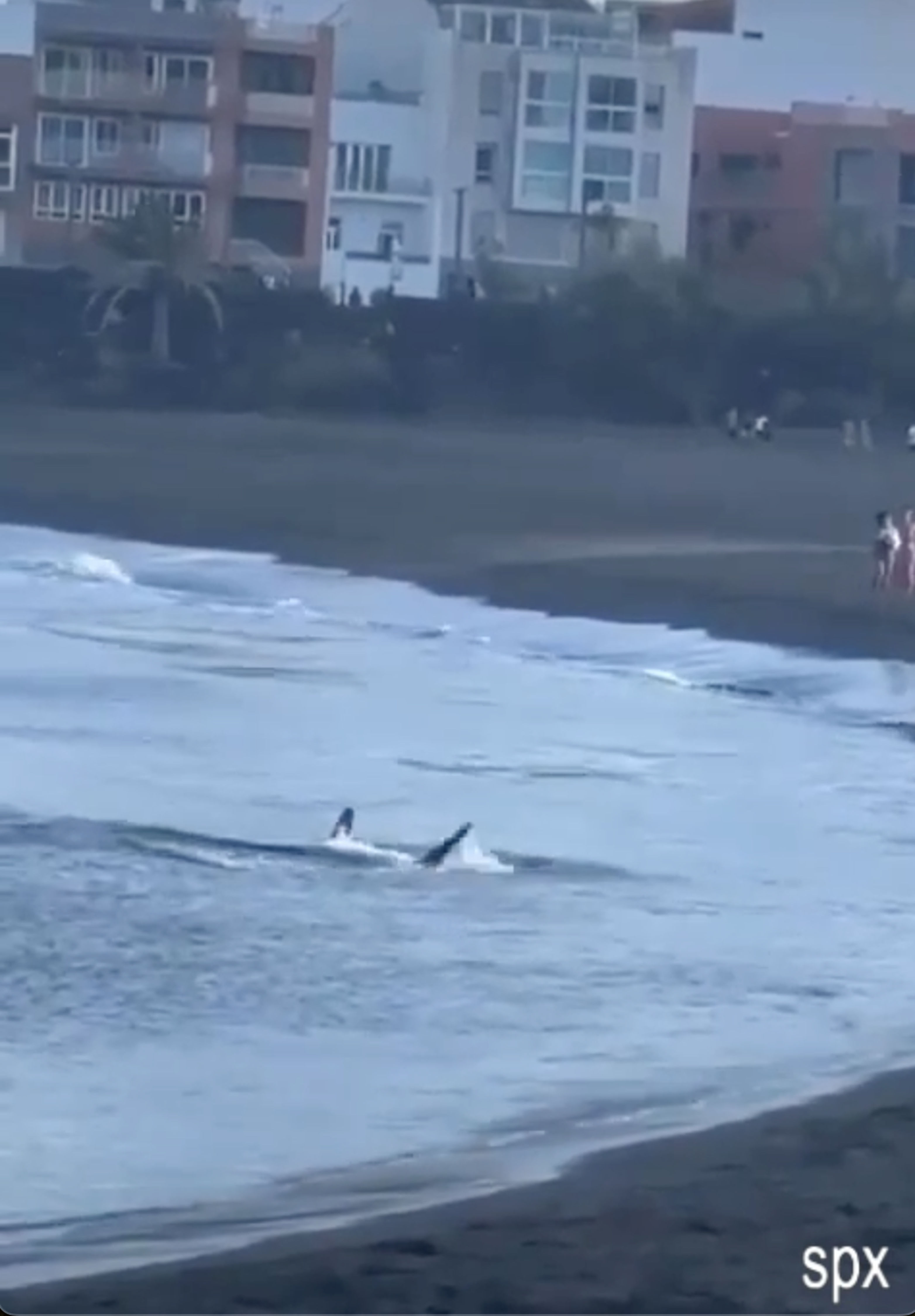 Les flics se sont précipités vers la plage de Melenara samedi après-midi