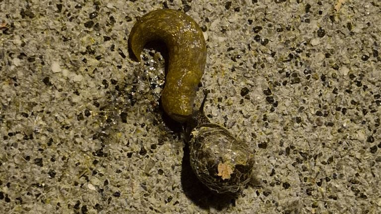 Cette limace a essayé de manger un autre escargot avec une coquille, mais cela n’a pas fonctionné.