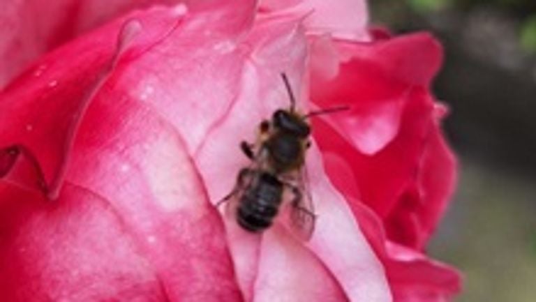 Une abeille tapisseuse (photo ; Nelly de Beule).