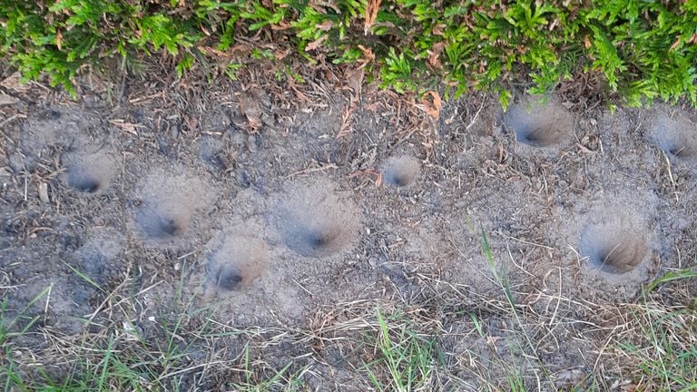 Fossettes de fourmis lions (photo : Maria Kuijken).
