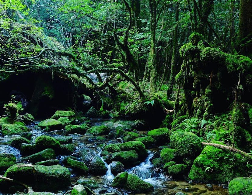 destinations de baignade en forêt