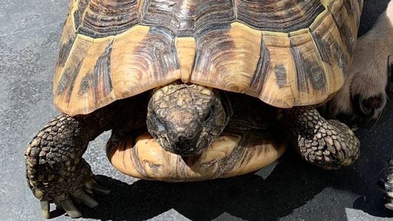 Théo la tortue (photo : famille Maas).