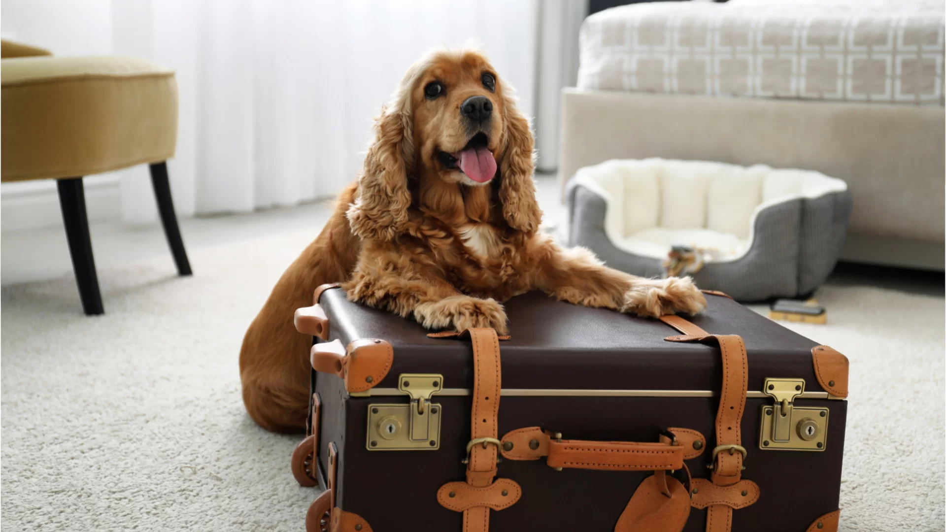 Voyager avec des chiens : les hôtels acceptant les animaux de compagnie sont en plein essor
