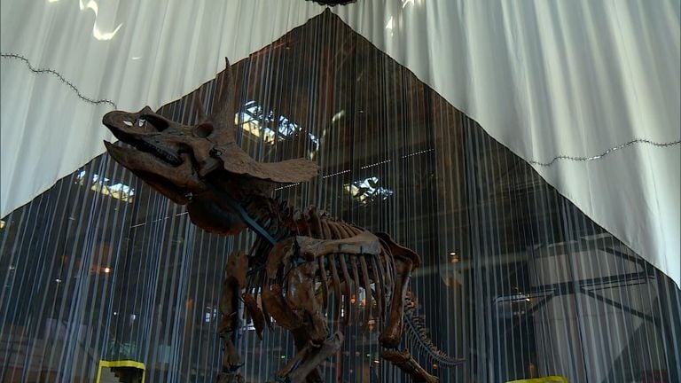 Le squelette du Triceratops au LocHal à Tilburg (photo : Thomas Wustman).