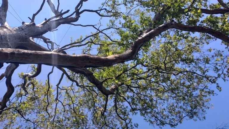 Une partie de l'arbre a à nouveau des feuilles (photo : Alfred van Kempen).