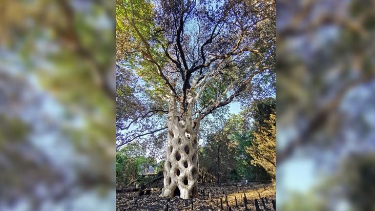 Une future photo de ce à quoi ressemblera l'arbre plus tard (image : Storix).