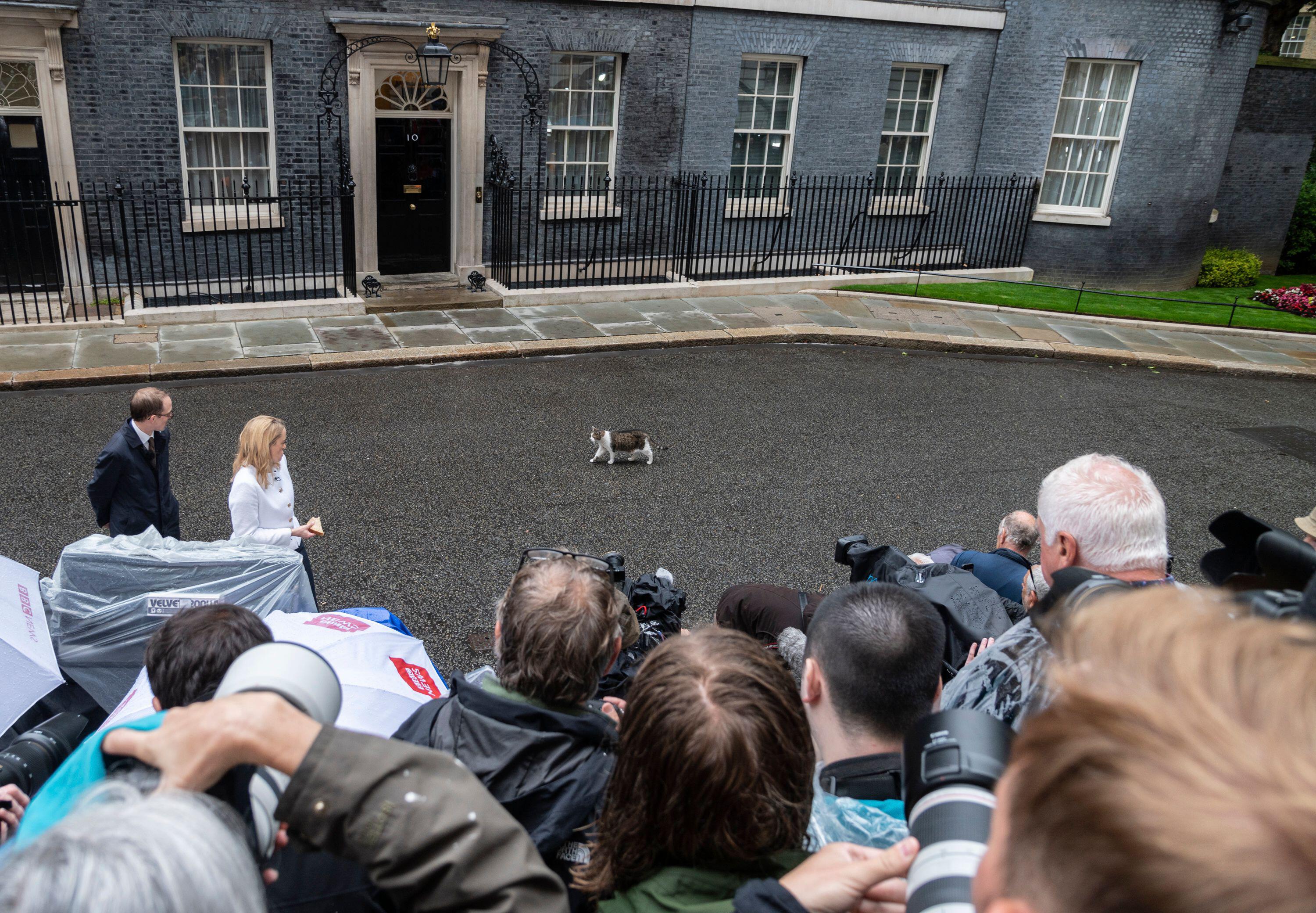 Le chat bien-aimé sert le gouvernement depuis 13 ans