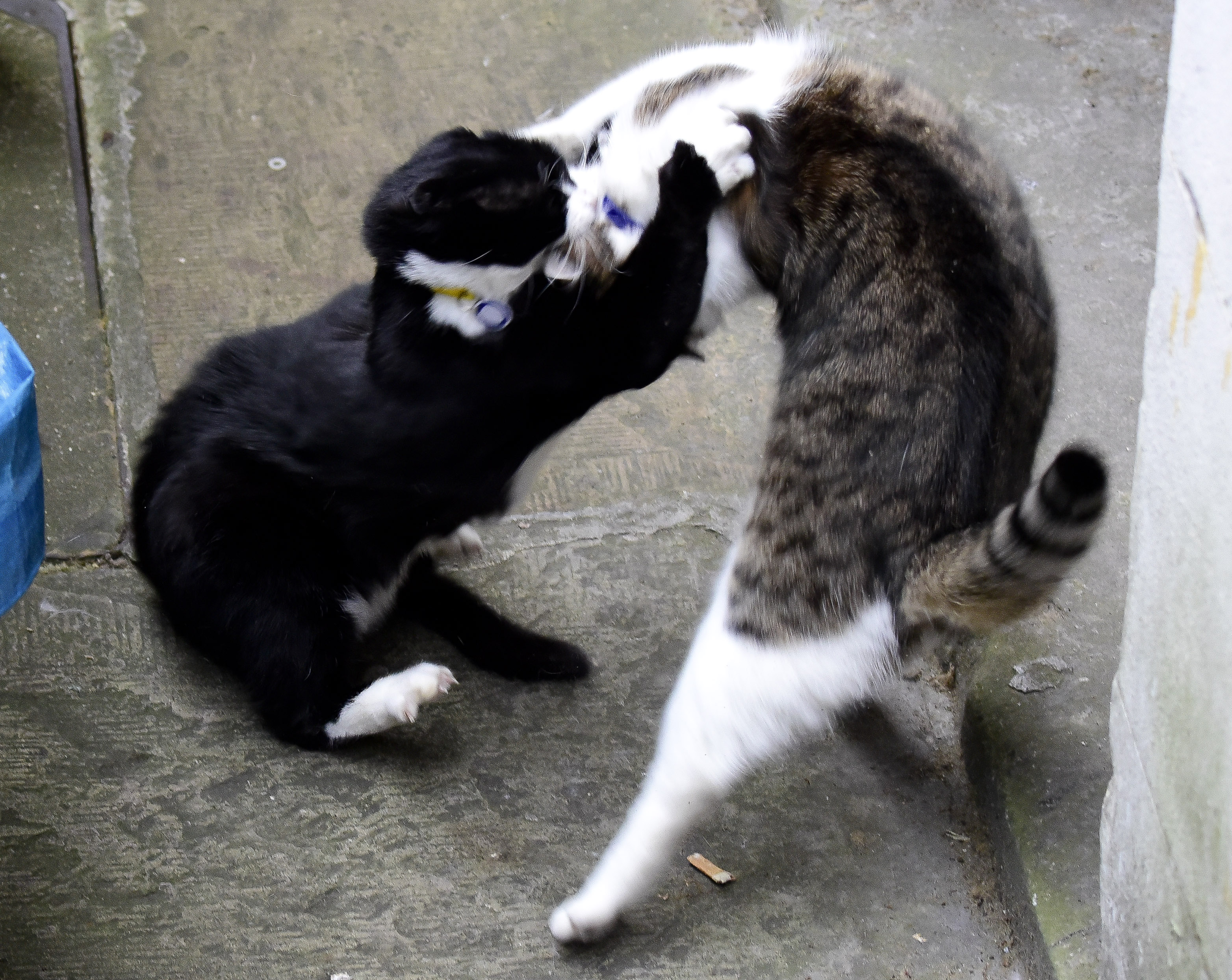 Larry ne s'entend pas toujours avec les autres chats - ici photographié en train de se battre avec Palmerston, le chat du Foreign Office en 2016