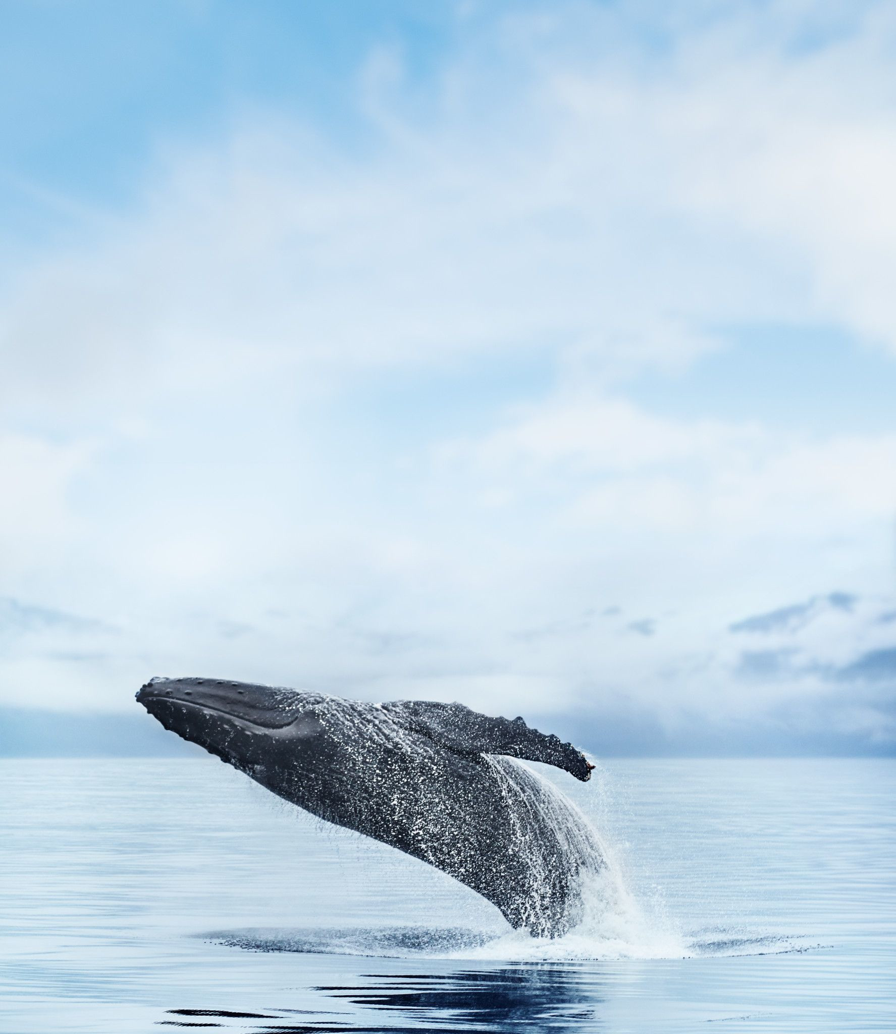 J'avais mes jumelles prêtes à repérer les baleines à bosse et les élans géants