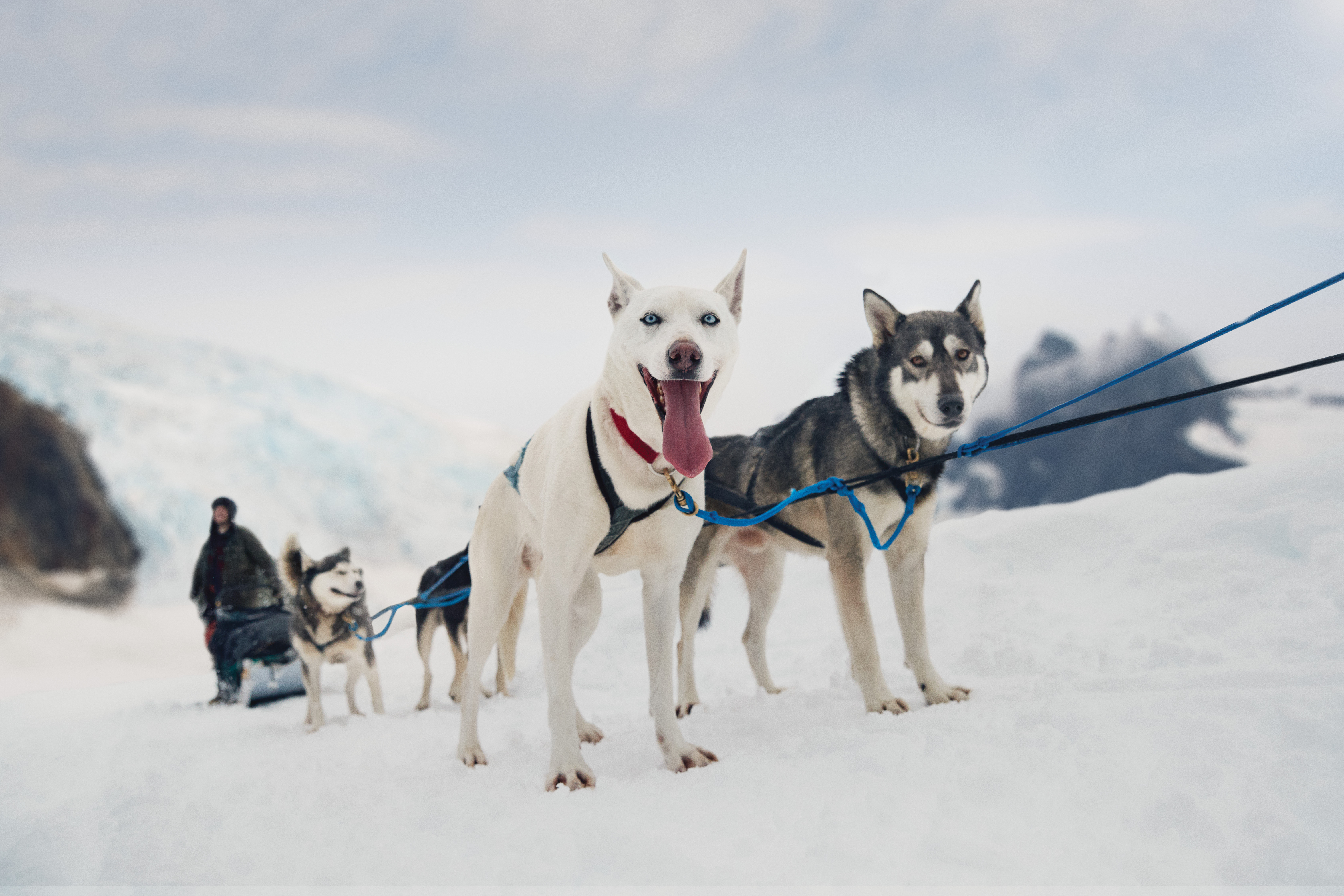 Le transport de chiens de traîneau est toujours important en Alaska aujourd'hui