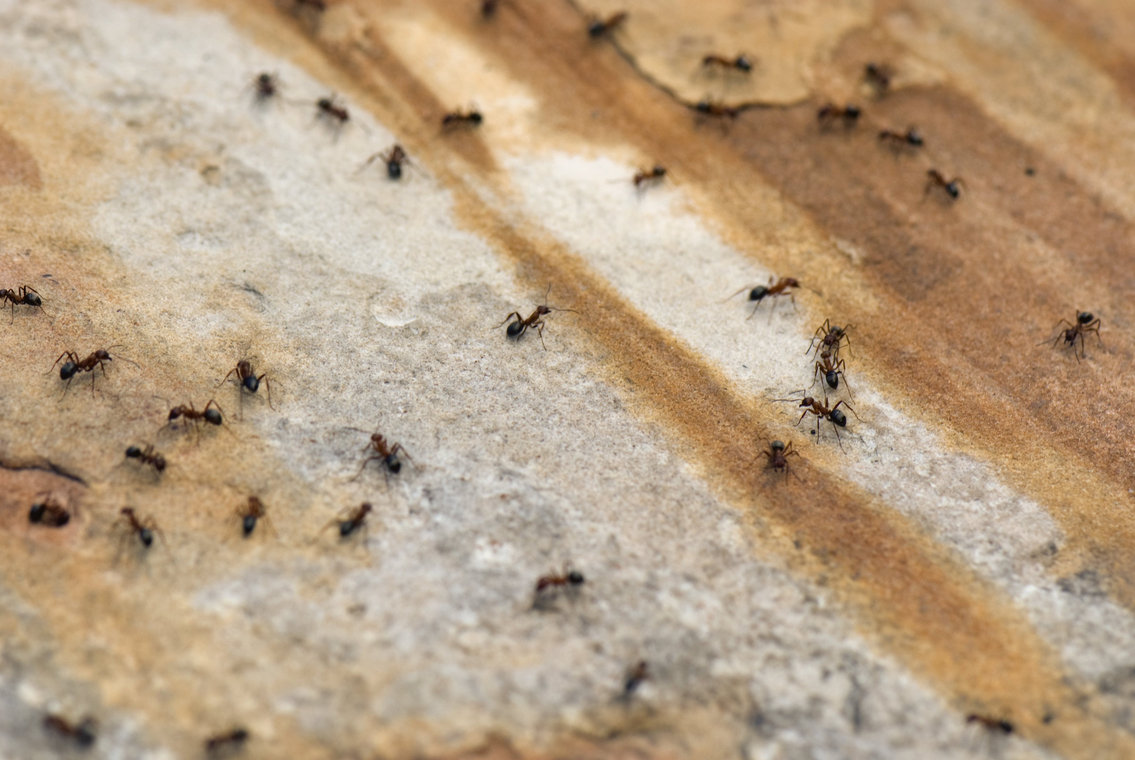 Les fourmis aiment entrer à l'intérieur à la recherche de nourriture