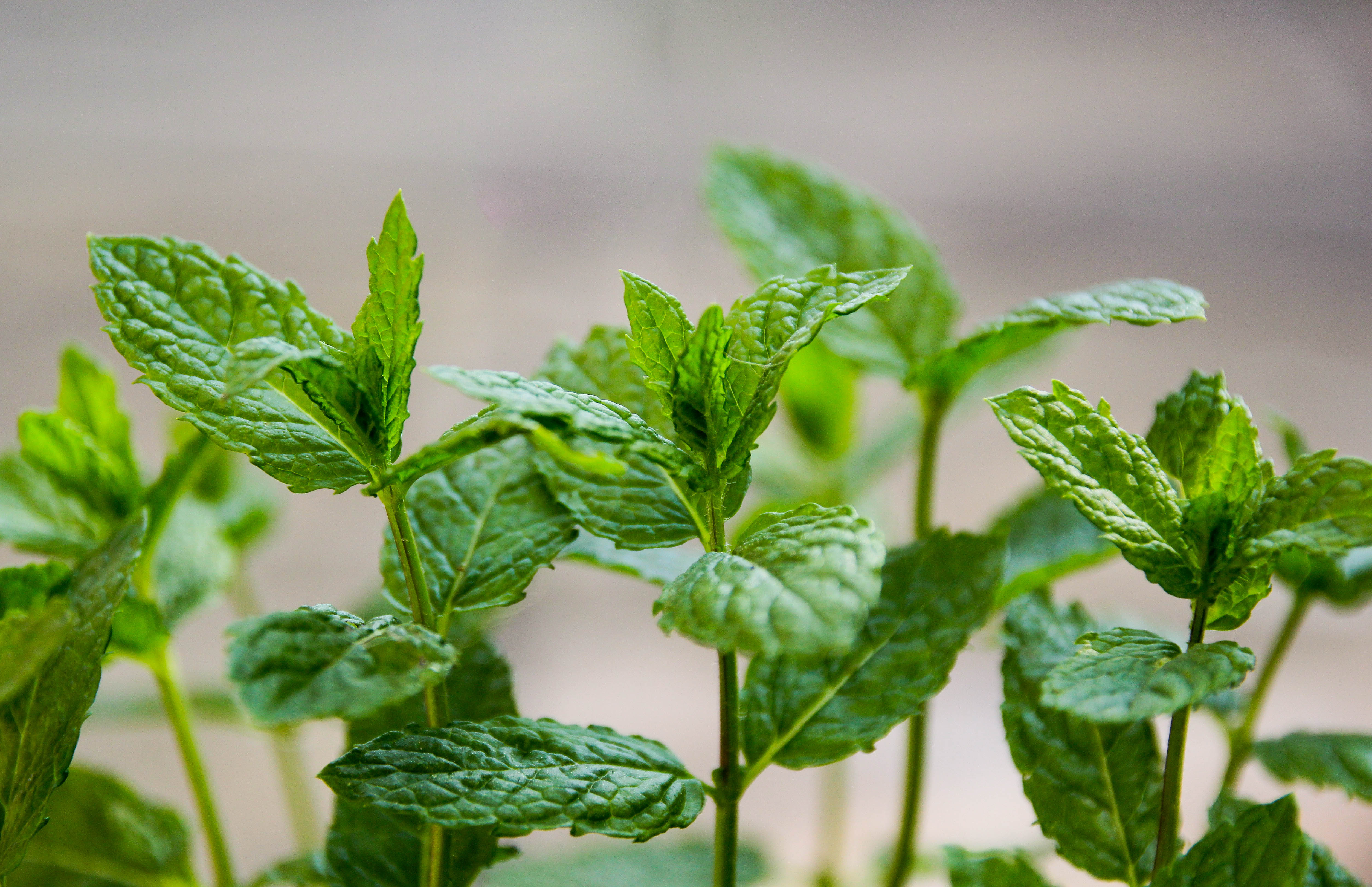 On dit que la menthe est une odeur que les fourmis détestent.