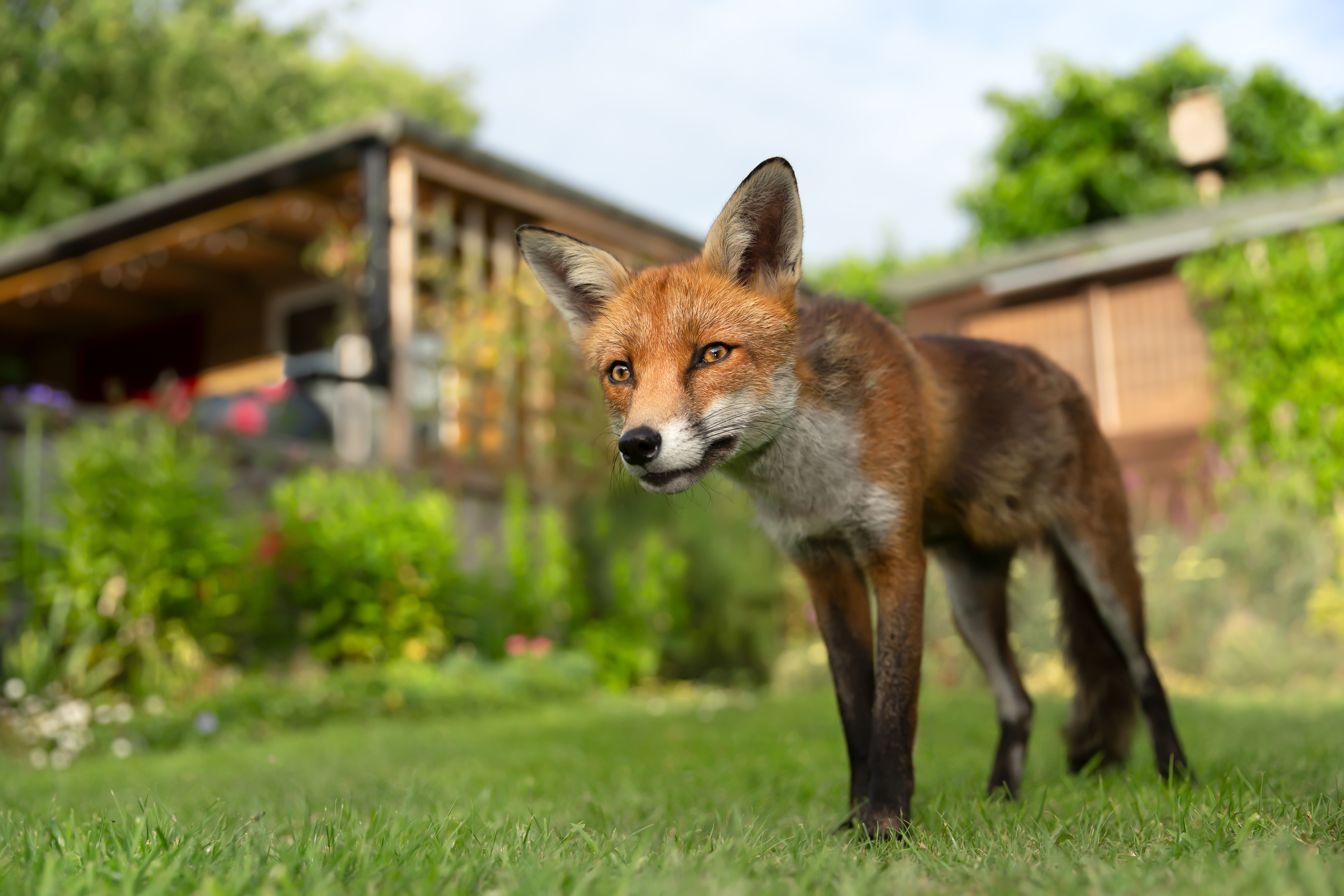 Les renards sont protégés par la loi sur la protection des animaux de 2006