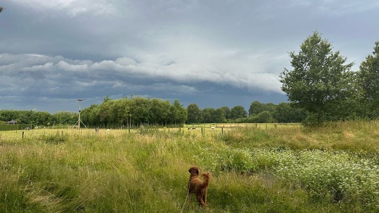 Ce chien de Geldrop ne sait pas non plus ce qu'il voit (photo : Cara van Strijp).