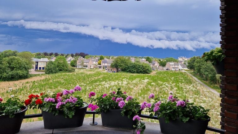 Les plantes de Hein sur un balcon à Eindhoven (photo : Hein van den Berk).