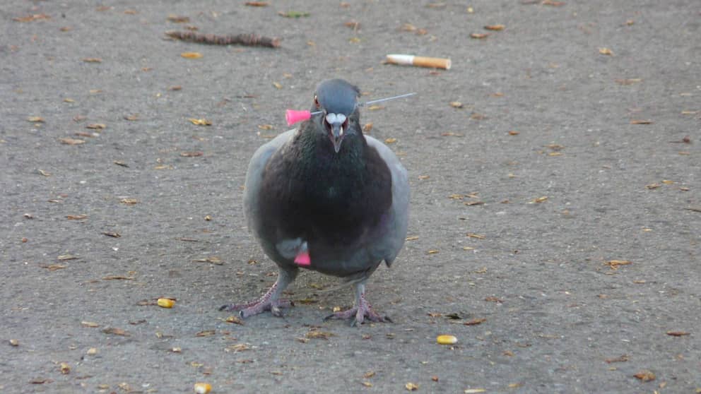 Deux flèches plantées dans un pigeon à Berlin.  Les animaux souffrent plusieurs heures avant de mourir dans d'atroces souffrances.