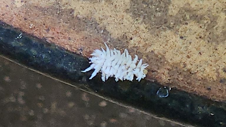 Une cochenille blanche (photo : Peter Spijkerboer).