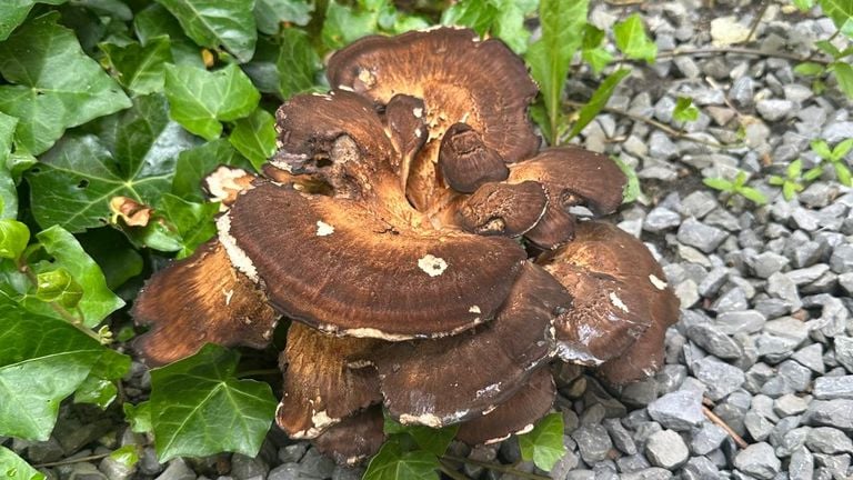 Chapeaux du champignon géant (photo ; Erik van Trijp).