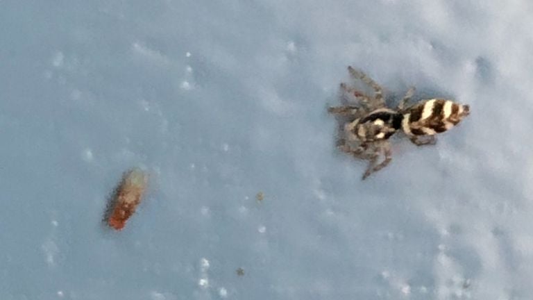 Une araignée zèbre domestique (photo : Jan Baartmans).