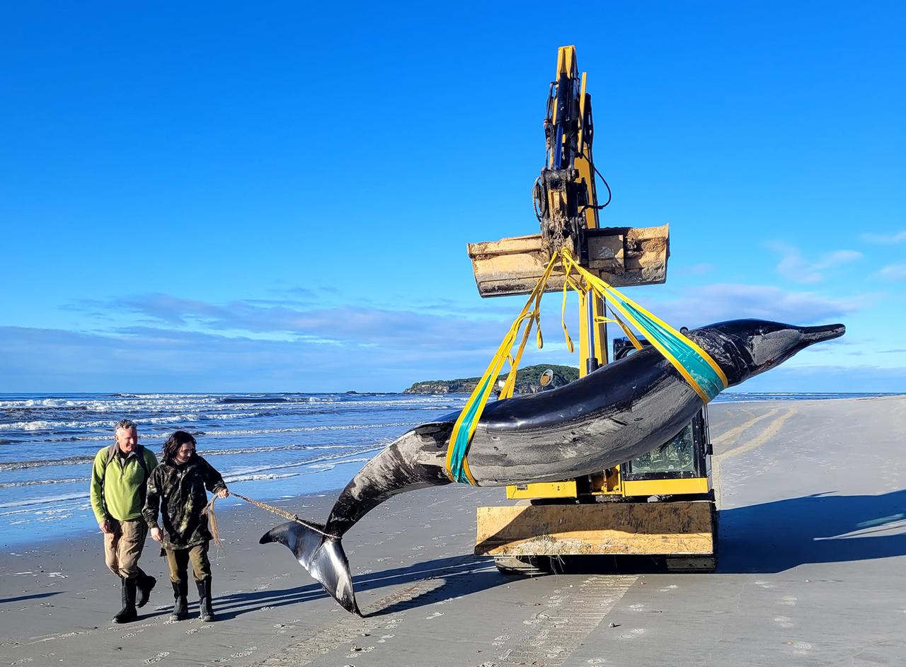 Les images, fournies par le Département néo-zélandais de la conservation, montrent une baleine à bec de Bahamonde échouée sur une plage de la région d'Otago.