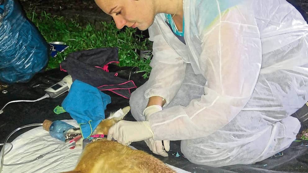 En tant que biologiste de la faune, Sophia Kimmig s'occupe également des renards urbains blessés