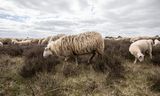 Les moutons du berger Aart van den Brandhof.