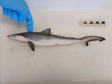 Au Brésil, un requin à nez pointu est examiné à la recherche de traces de cocaïne