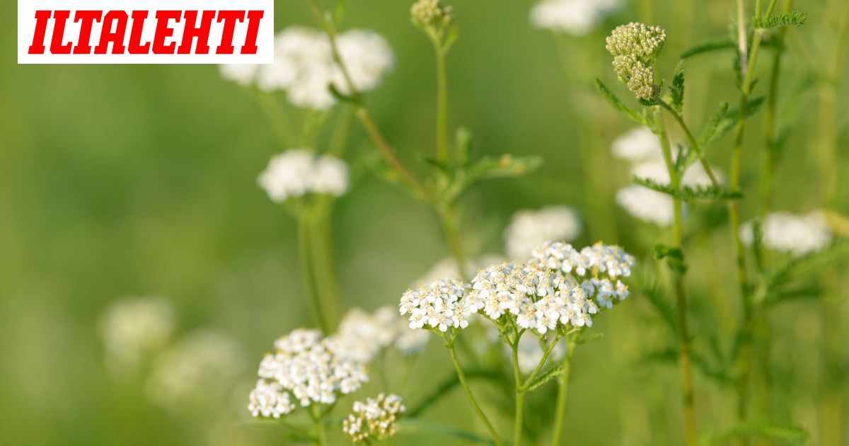 Ces trois plantes de jardin amènent les pommes de terre à un nouveau niveau