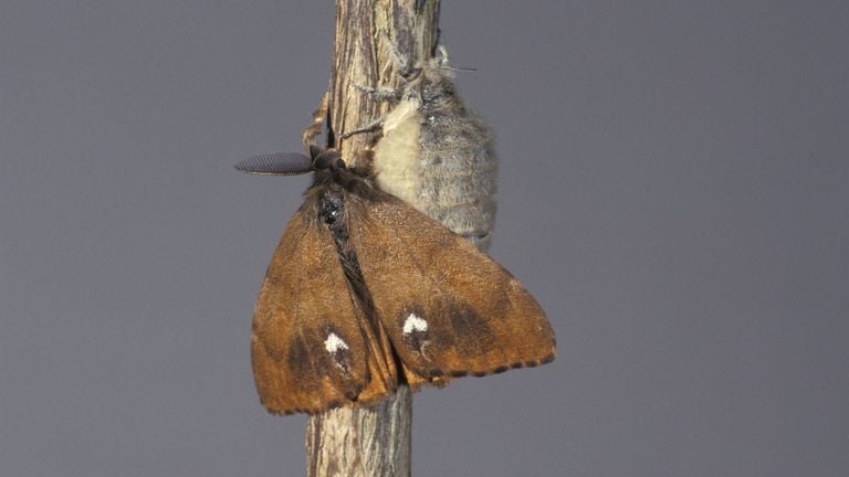 Papillon à ailes blanches mâle avec des ailes et la femelle au-dessus (photo : Saxifraga/Frits Bink).