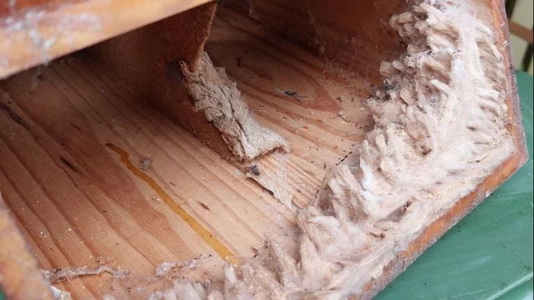 Ancien matériel de nidification provenant d'un nid de bourdons dans un nichoir (photo : Rinus Mesman).
