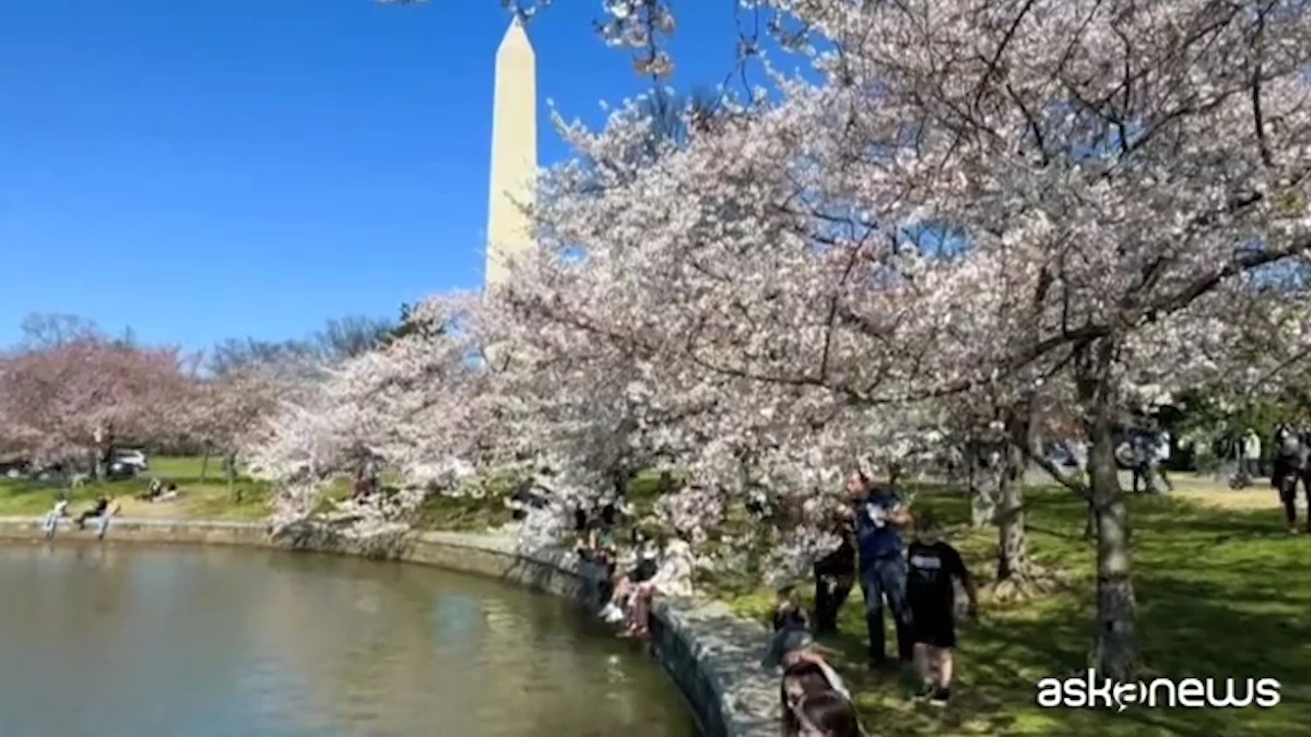 Spectacle de fleurs de cerisier de Washington le long du Tidal Basin