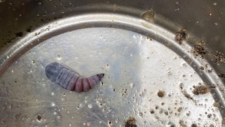 Trouvé dans le bac à sable (photo : Wendy van Erp).